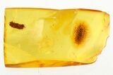 Detailed Fossil Soft Millipede (Polyxenidae) in Baltic Amber #272630-1